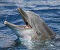 Close-up of dolphin Royalty Free Stock Photo