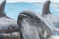 Close up dolphin head in swimming pool water