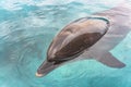 Close-up on a dolphin swimming in blue water Royalty Free Stock Photo