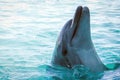 Close-up of a dolphin in the water