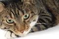 Close-up of domestic cat Royalty Free Stock Photo