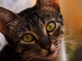 Close-up of a domestic cat with blurred background and selective focus Royalty Free Stock Photo