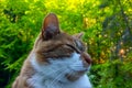 Close-up of a domestic cat with eyes closed Royalty Free Stock Photo