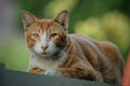 close up domestic cat in garden