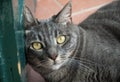 Close-up of domestic cat leaning on a green door