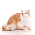 Close up of a domestic cat with red and white fur intently looking up with big eyes. Royalty Free Stock Photo