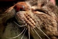 Close up of domestic cat`s mouth with whiskers while being stroked Royalty Free Stock Photo