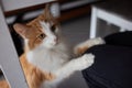 Close-up of domestic cat sitting on his owner's knees and relaxing. Royalty Free Stock Photo