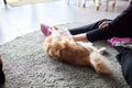 Close-up of domestic cat sitting on his owner& x27;s knees and relaxing. Royalty Free Stock Photo