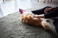 Close-up of domestic cat sitting on his owner& x27;s knees and relaxing. Royalty Free Stock Photo