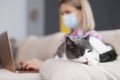 Domestic cat sleeping peacefully on sofa while owner woman working on laptop Royalty Free Stock Photo