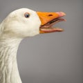 Close-up of a Domestic goose, Anser anser domesticus, clucking Royalty Free Stock Photo