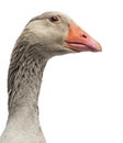 Close-up of a Domestic goose, Anser anser domesticus, isolated Royalty Free Stock Photo