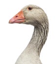 Close-up of a Domestic goose, Anser anser domesticus, isolated Royalty Free Stock Photo