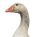 Close-up of a Domestic goose, Anser anser domesticus Royalty Free Stock Photo