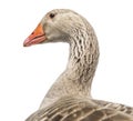 Close-up of a Domestic goose, Anser anser domesticus, isolated Royalty Free Stock Photo