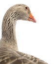 Close-up of a Domestic goose, Anser anser domesticus, isolated Royalty Free Stock Photo