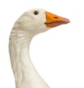 Close-up of a Domestic goose, Anser anser domesticus, isolated Royalty Free Stock Photo