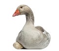 Close-up of a Domestic goose, Anser anser domesticus, lying Royalty Free Stock Photo