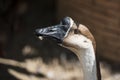 Close up domestic goose in the farmyard ,Thailland