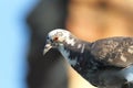 Close up of domestic pigeon Royalty Free Stock Photo