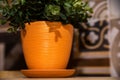 Houseplant in orange pot close, interior detail