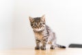 Close up of domestic small tabby kitten with big eyes. Curious cat lifestyle shot. Adorable cozy feline friend. Animal