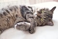 Close up of domestic tabby grey cat lyinng on white bed. Cat relax on the bed at home Royalty Free Stock Photo