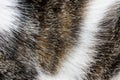 Close-up of domestic tiger patterned cat fur