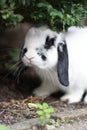 Close up of a domesticated black and white rabbit sitting underneath a bush in the garden