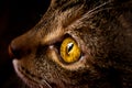 Close up of a domesticated cat Royalty Free Stock Photo