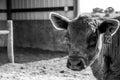 Close-up of a domesticated cow in a pen in grayscale Royalty Free Stock Photo