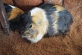 Close up dometic tricolor guinea pig Royalty Free Stock Photo