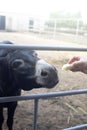 Close-up of a donkey in captivity. Contact zoo. Feeding animals by visitors to the menagerie. Donkey cabbage. The muzzle and jaws Royalty Free Stock Photo