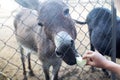 Close-up of a donkey in captivity. Contact zoo. Feeding animals by visitors to the menagerie. Donkey cabbage. The muzzle and jaws Royalty Free Stock Photo