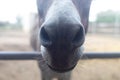 Close-up of a donkey in captivity. Contact zoo. Feeding animals by visitors to the menagerie. Donkey cabbage. The muzzle and jaws Royalty Free Stock Photo