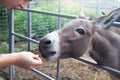 Close-up of a donkey in captivity. Contact zoo. Feeding animals by visitors to the menagerie. Donkey cabbage. The muzzle and jaws Royalty Free Stock Photo