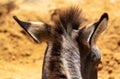 Close-up of donkey ears at the zoo Royalty Free Stock Photo