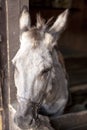 Close-up donkey muzzle on a farm in a stall Royalty Free Stock Photo
