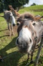 Close up of a donkey muzzle