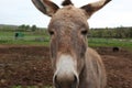 Close up of donkey