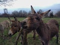 Close up of donkeys on a field