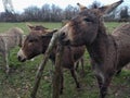 Close up of donkeys on a field