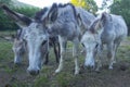 Close-up of donkeys in the pasture