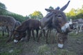 Close-up of donkeys in the pasture