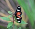 Doris longwing butterfly, Laparus doris