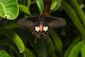 Close up dorsal view of common Rose Butterfly Pachliopta arist Royalty Free Stock Photo