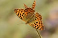 The Queen of Spain fritillary butterfly , Issoria lathonia , butterflies of Iran