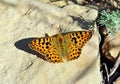 Issoria lathonia , The Queen of Spain fritillary butterfly on rock