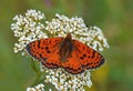 Melitaea interrupta , The Caucasian Spotted Fritillary butterfly